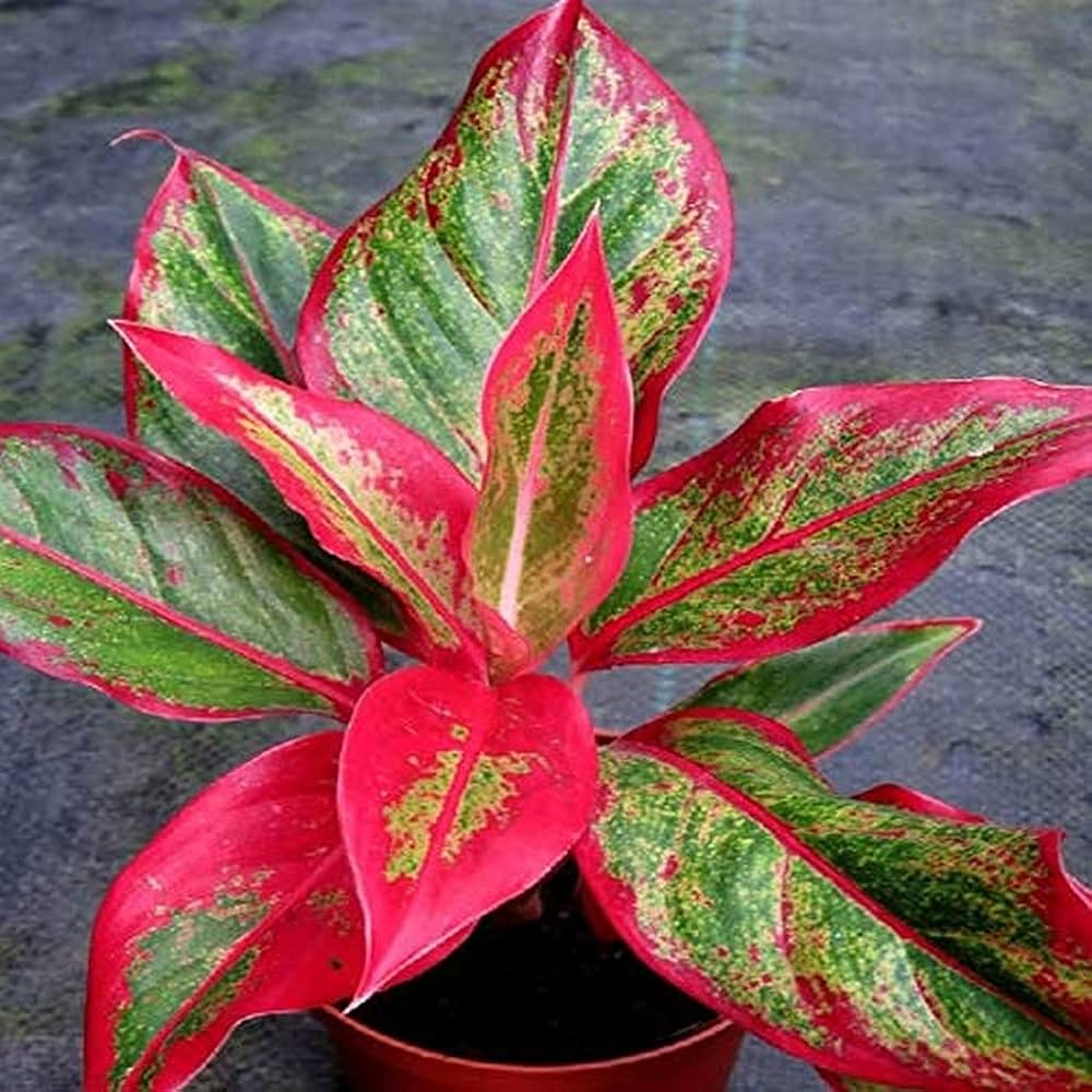 Aglaonema foliage plant seeds for indoor décor