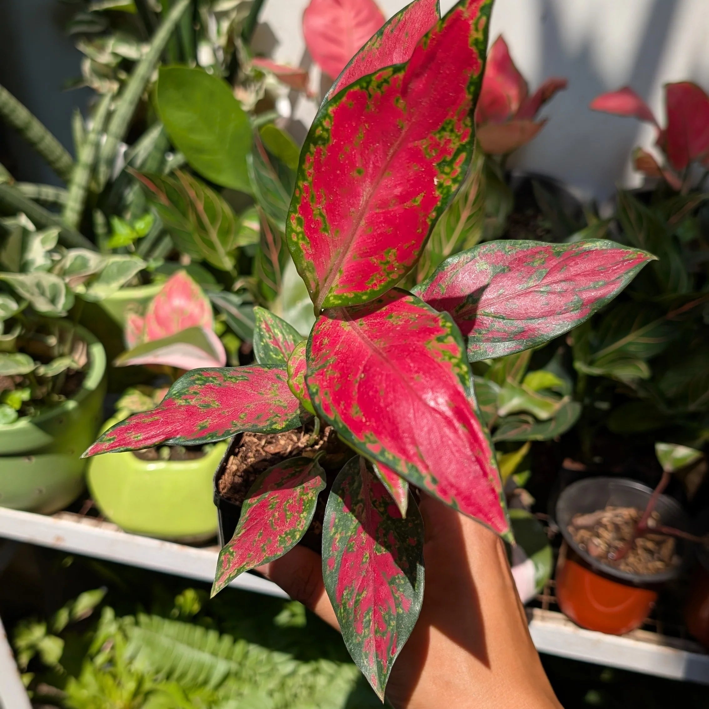 Aglaonema seeds for potted indoor plants