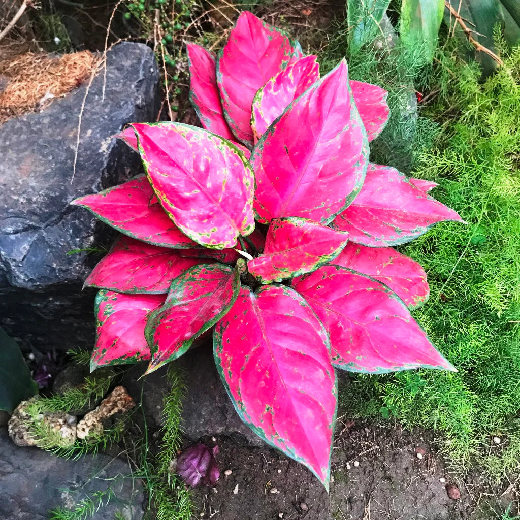 Premium quality Aglaonema seeds for planting