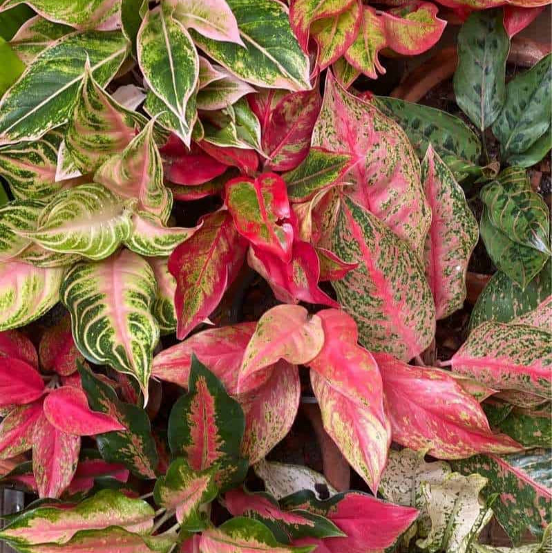 Mixed Aglaonema Flower seeds for Planting - Premium Quality, Heirloom & GMO Free Seeds for Home Garden
 
 Sale for planting in home garden