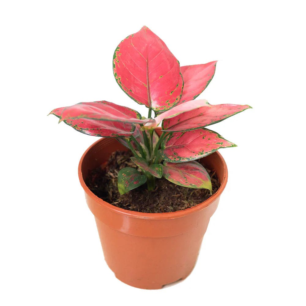 Aglaonema (Aglaonema Flower) seeds for planting in home garden