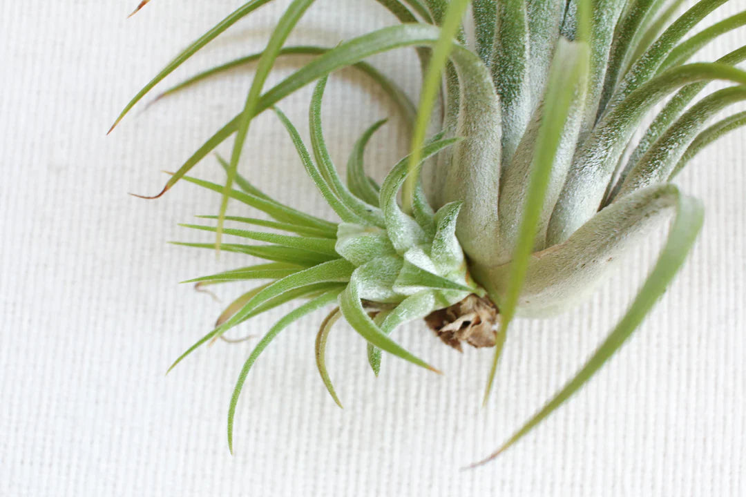 Light Green Airplant Seeds For Planting - Refresh Your Collection With Vibrant Greenery