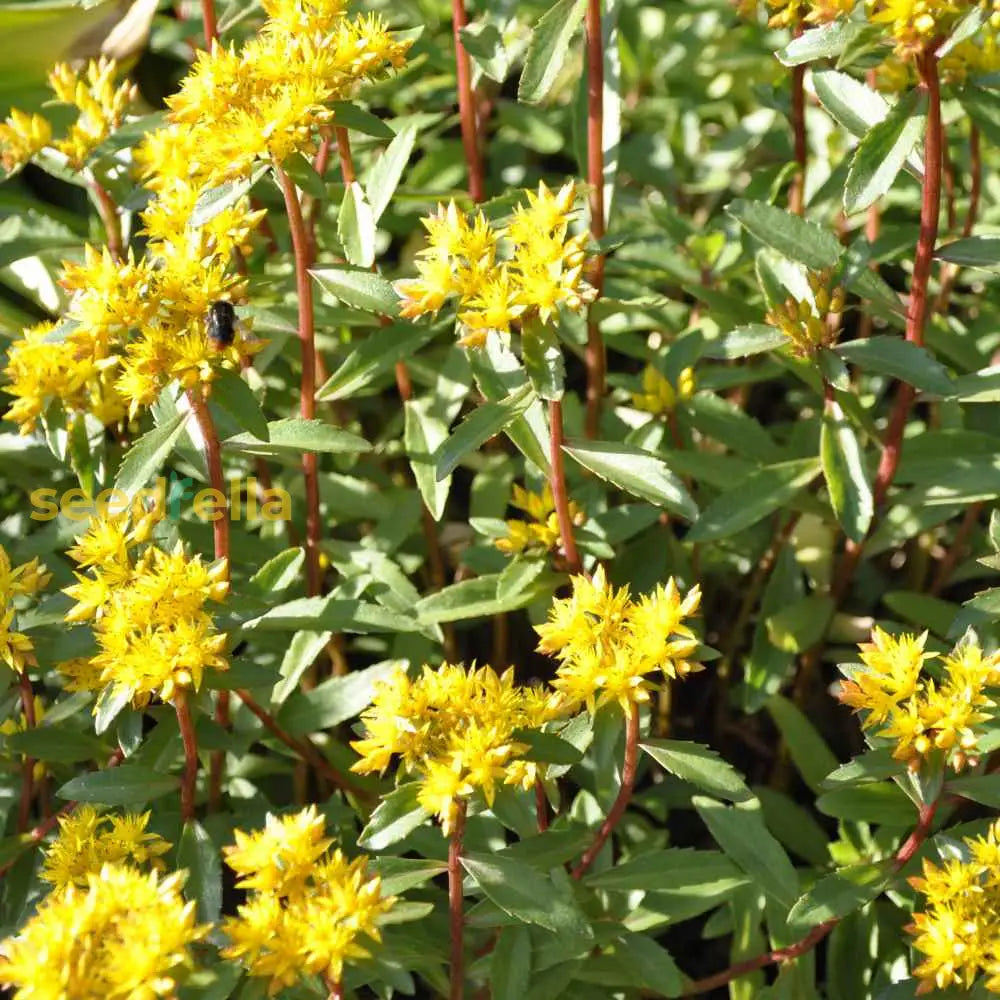 Non GMO Yellow Aizoon seeds