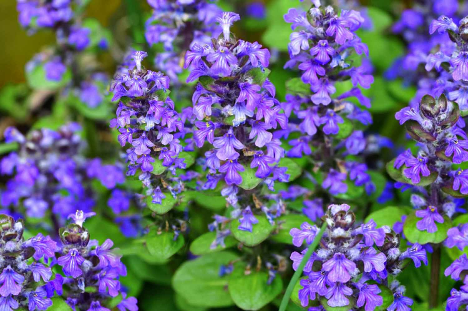 Blue Ajuga groundcover plant