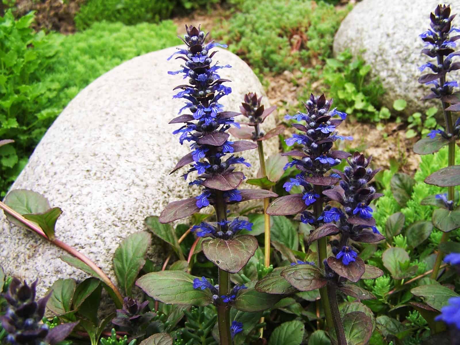 Non GMO Ajuga Reptans Blue seeds
