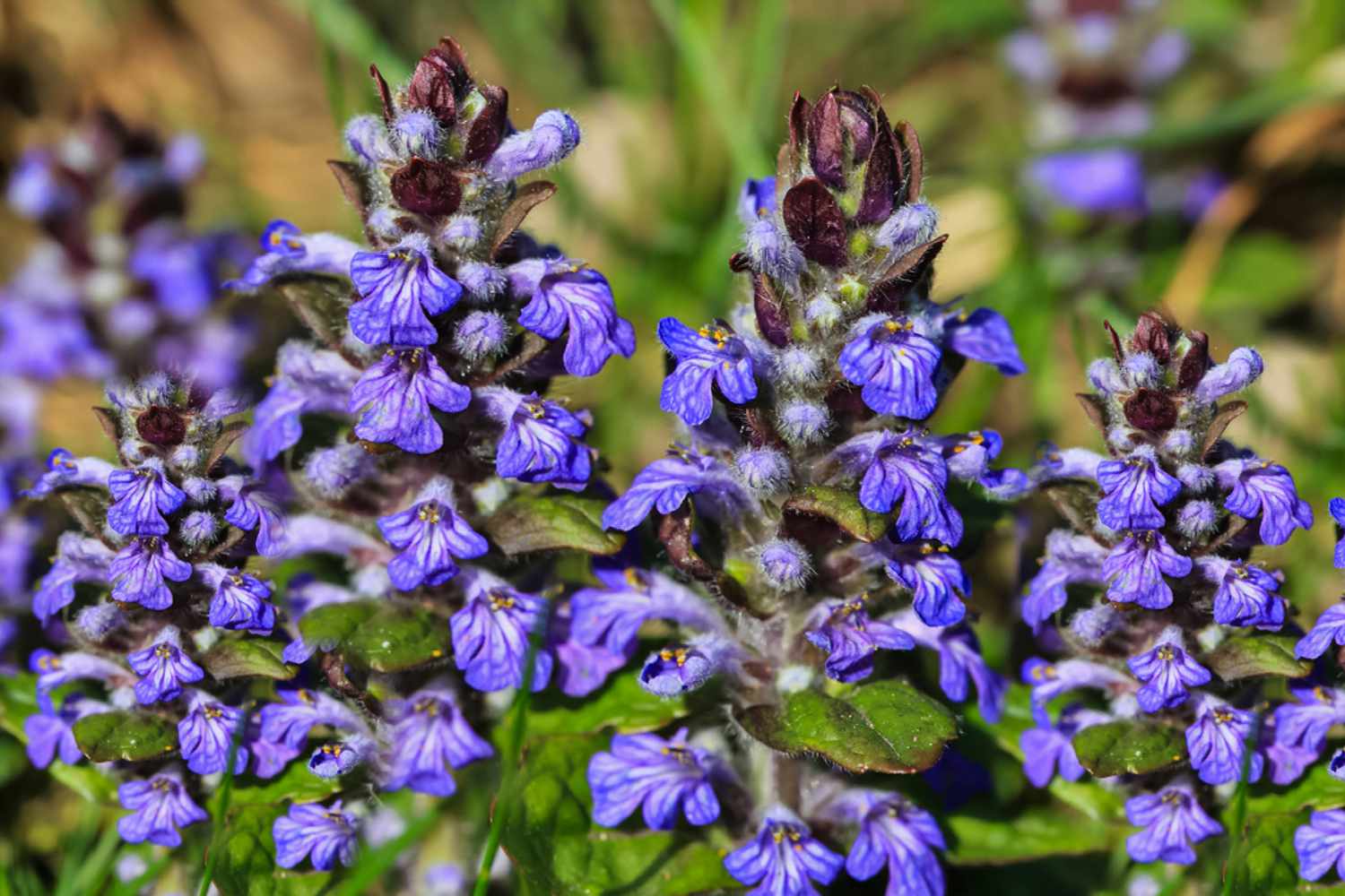 Ajuga Reptans Blue seeds for planting
