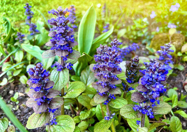 Ajuga Reptans flowering seeds for gardens