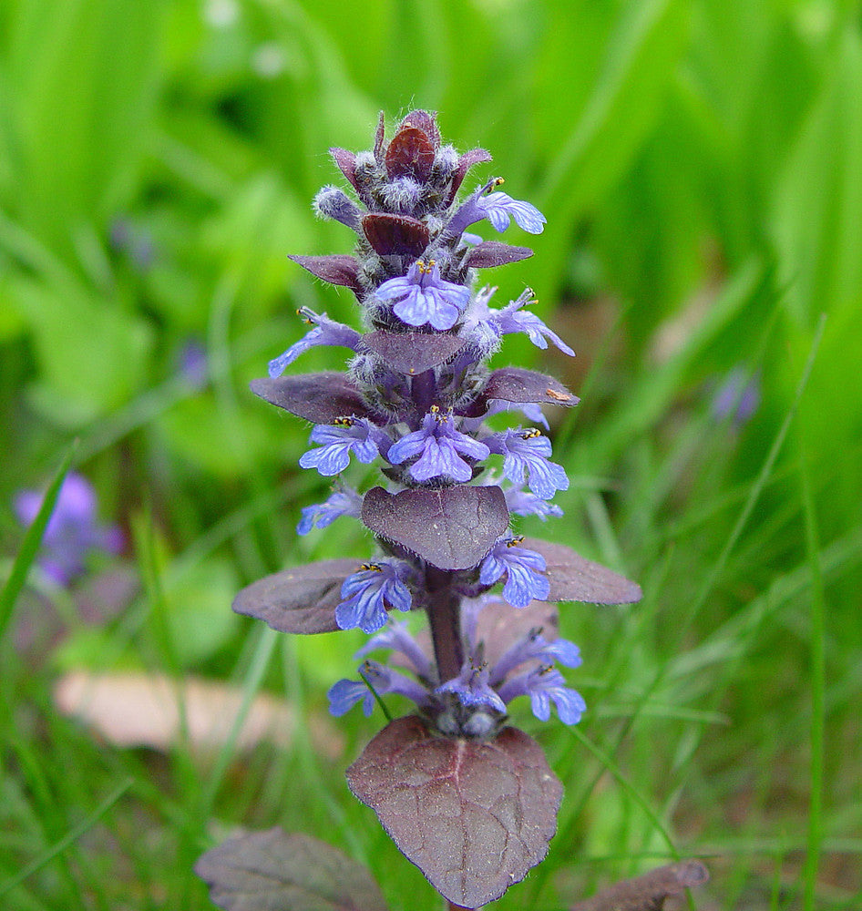 Non GMO Ajuga Reptans seeds