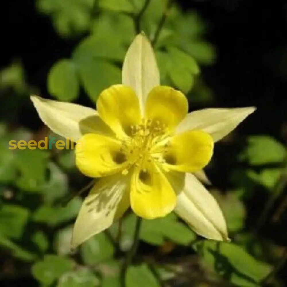 Non GMO yellow Akelei seeds for gardening