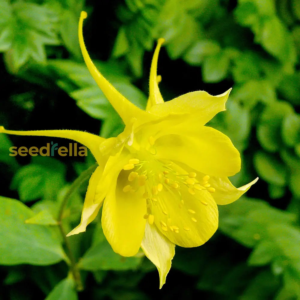 Yellow Columbine seeds for decorative gardens