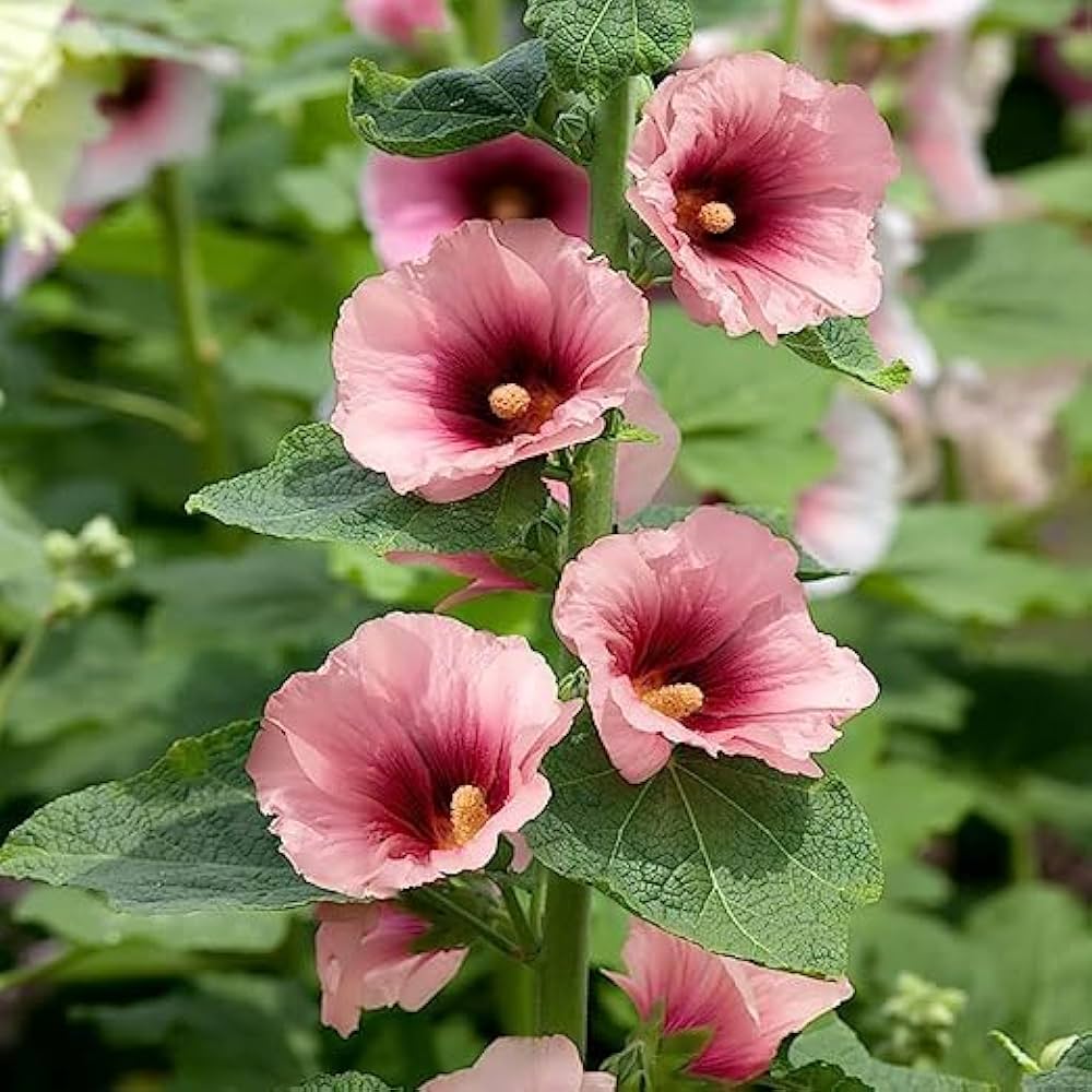 Ornamental Alcea hollyhock flowering plant