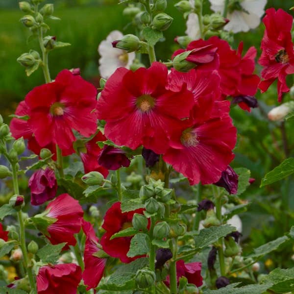 Colorful Alcea Rosea bloom seeds for gardens