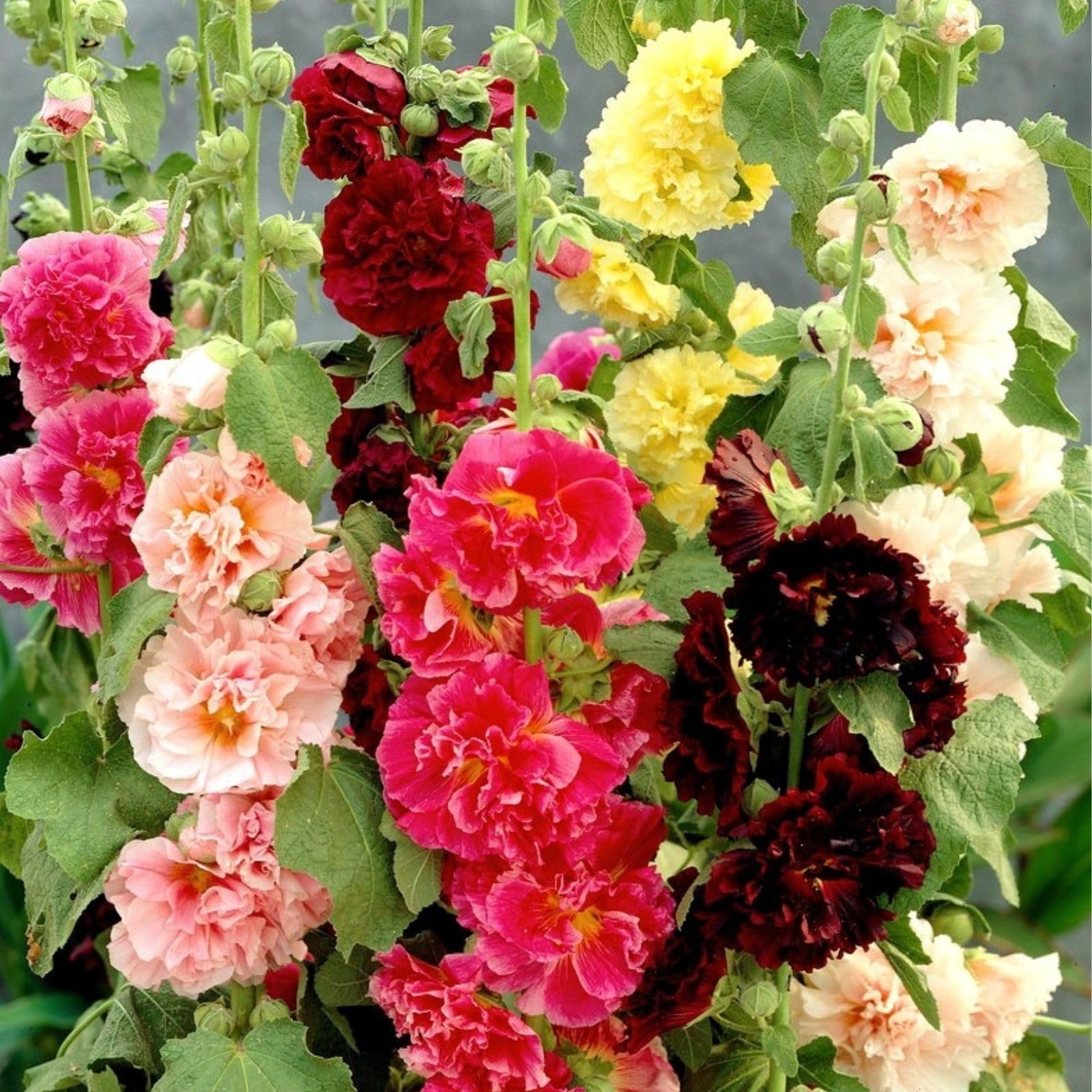 Non GMO Alcea Rosea seeds for gardening