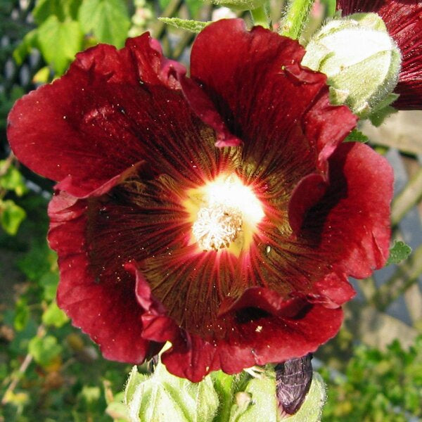 Alcea Rosea seeds for garden planting