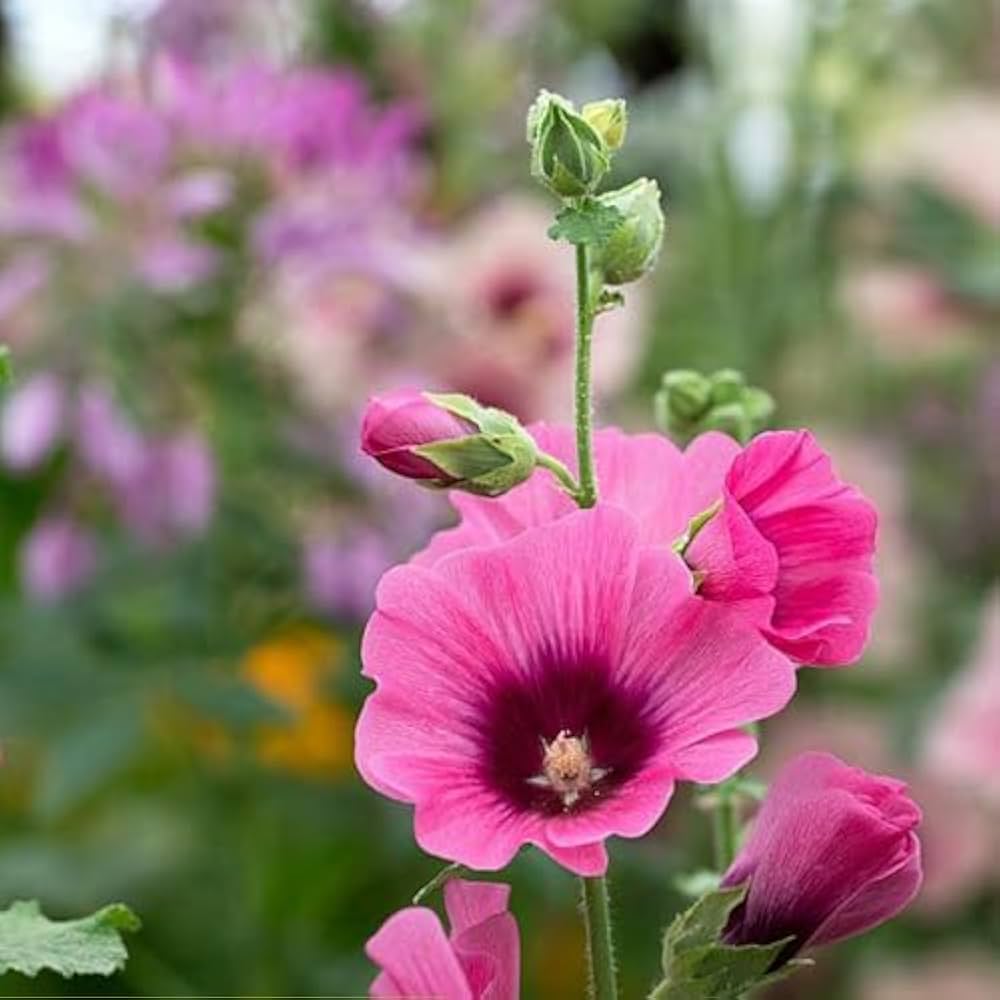 Tall Alcea hollyhock spikes with colorful blooms