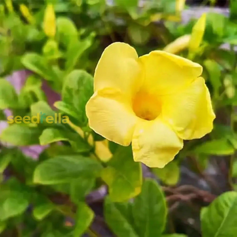 Yellow Allamanda seeds for planting