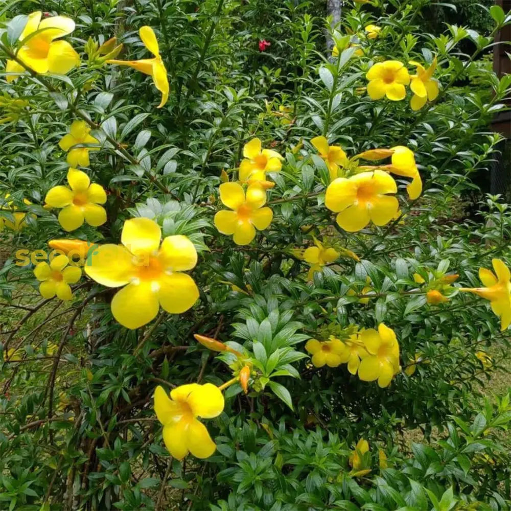 Yellow Allamanda flowering seeds for gardens
