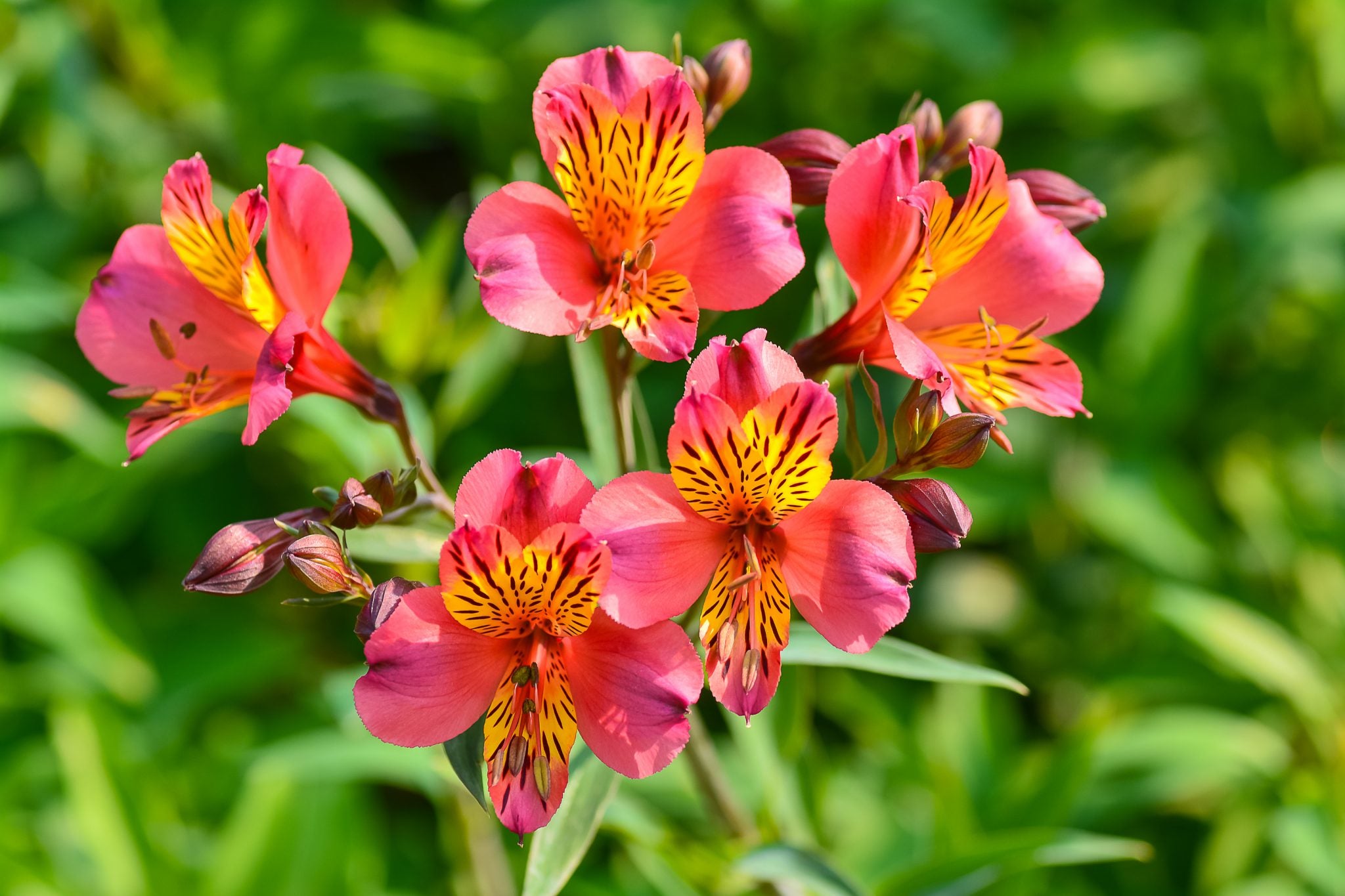 Red Yellow Alstroemeria flowering seeds for gardens