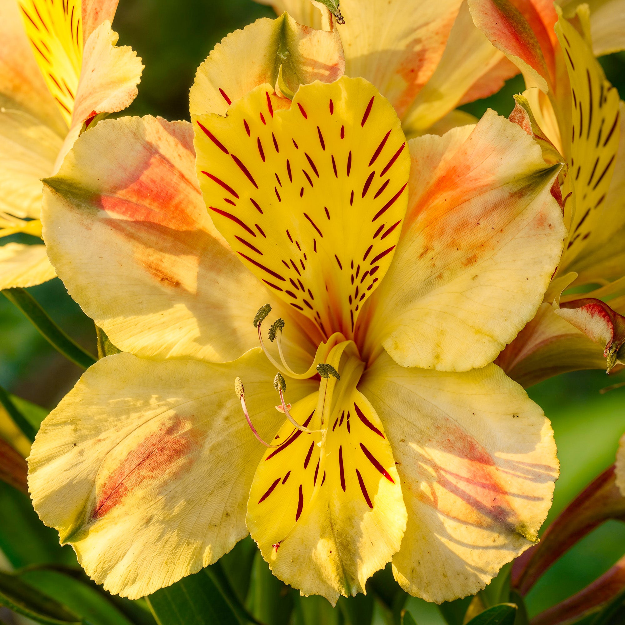 Red Yellow Alstroemeria seeds for planting