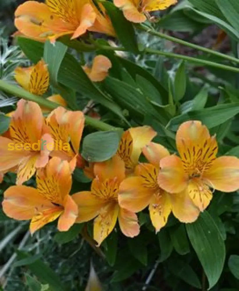 Yellow Alstroemeria flowering seeds for gardens