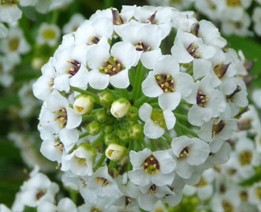 Alyssum Lobularia ground cover planting seeds