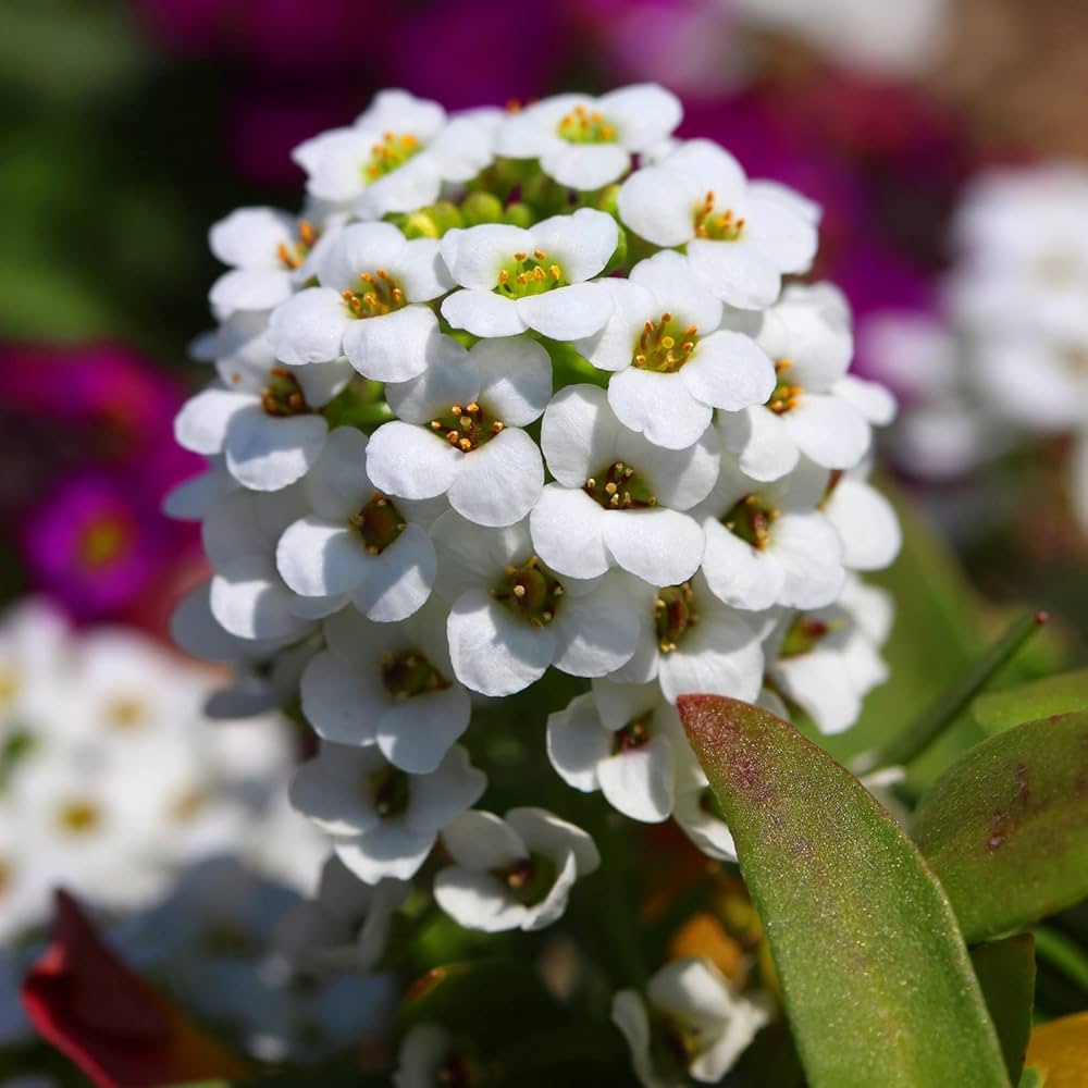 Alyssum Lobularia seeds for planting
