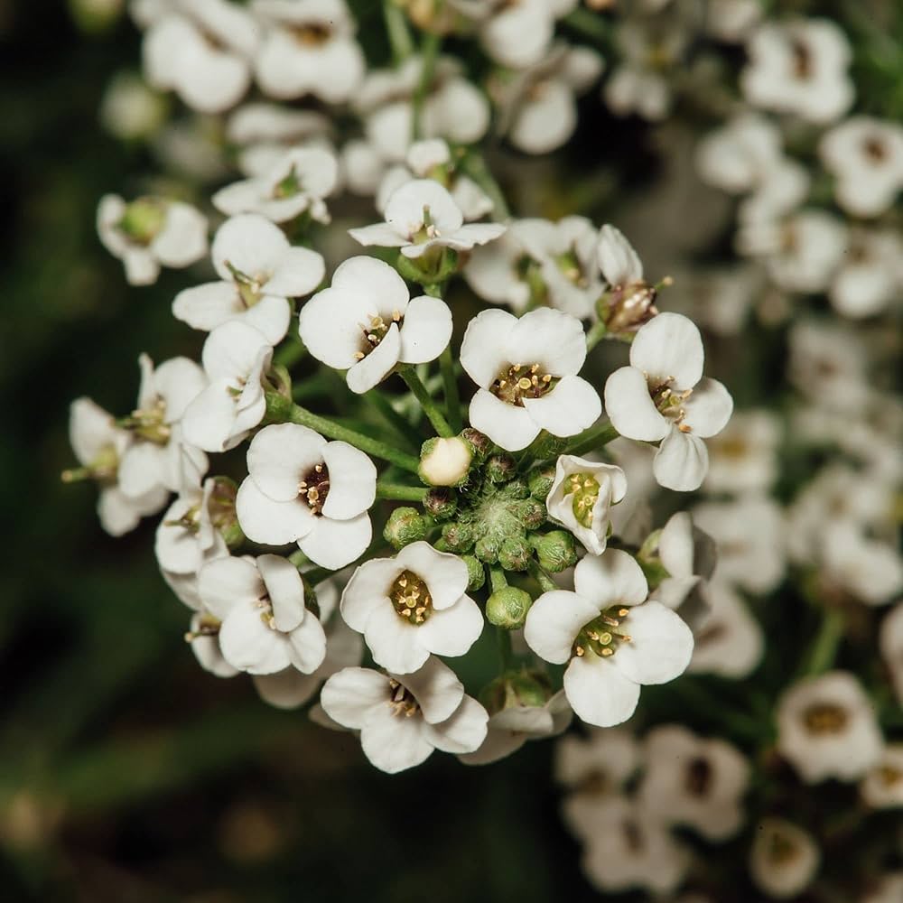 Non GMO Alyssum Lobularia seeds for gardening