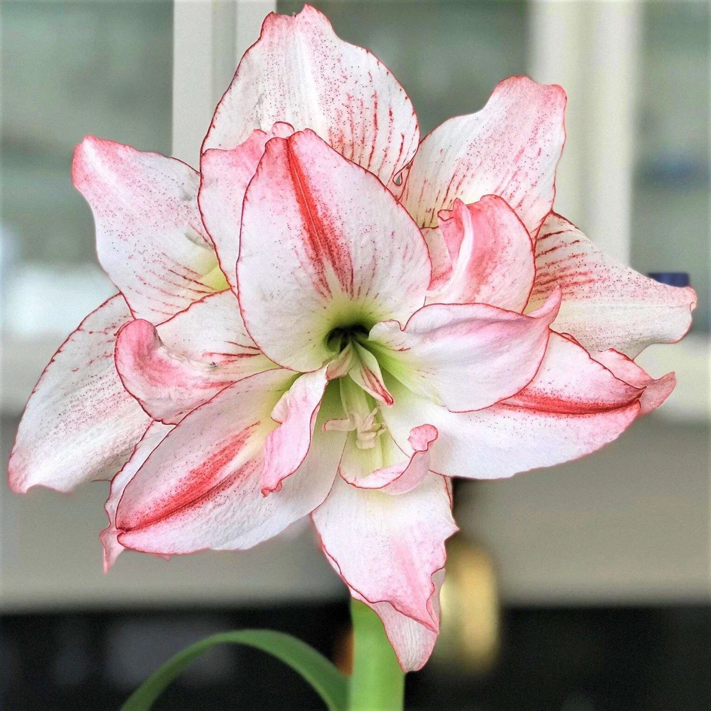 Amaryllis Pink White Flower Seeds For Striking And Diverse Planting