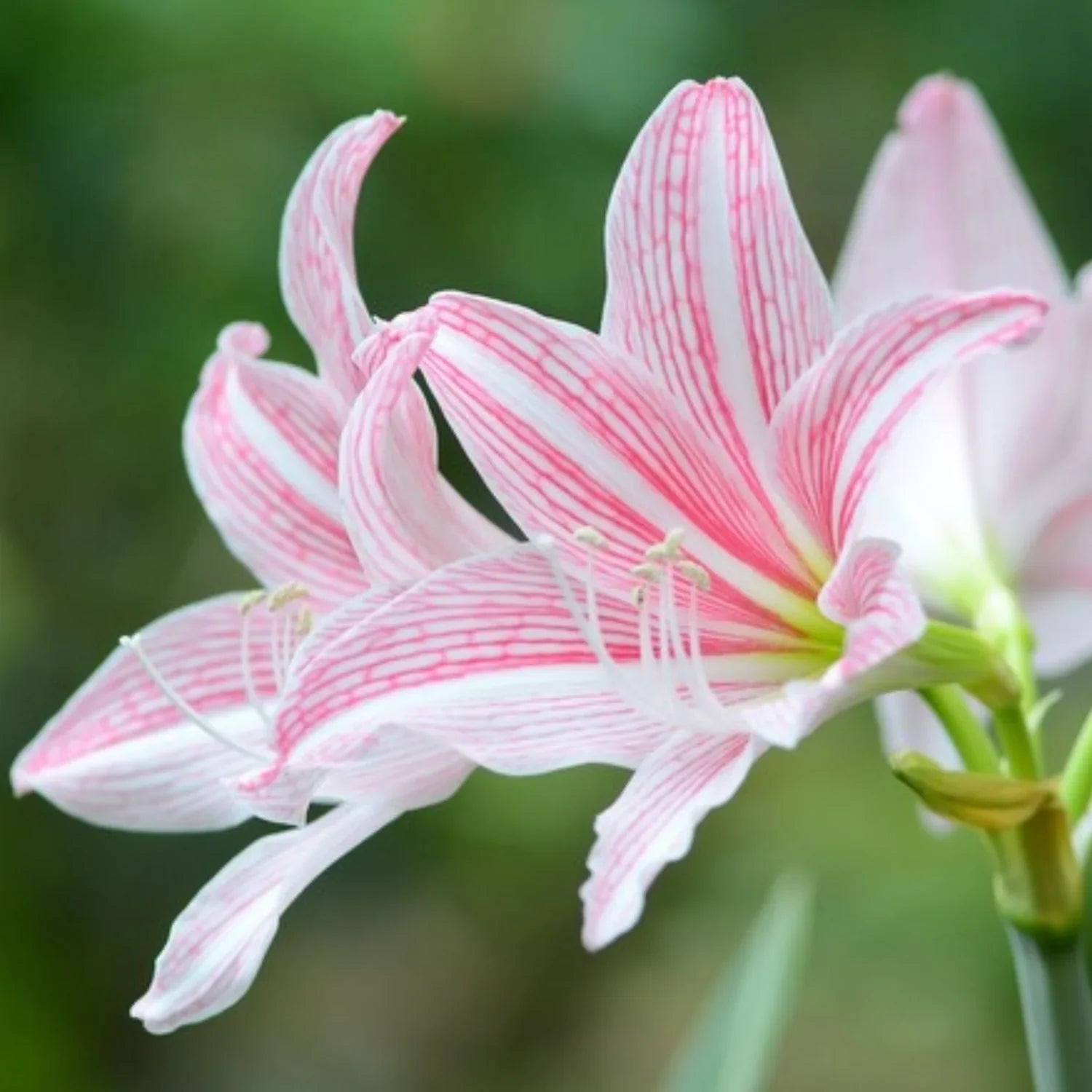 Amaryllis Pink White Flower Seeds For Striking And Diverse Planting