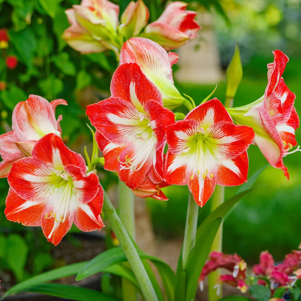 Amaryllis Flower Seeds For Planting - Vibrant Red & White Blooms