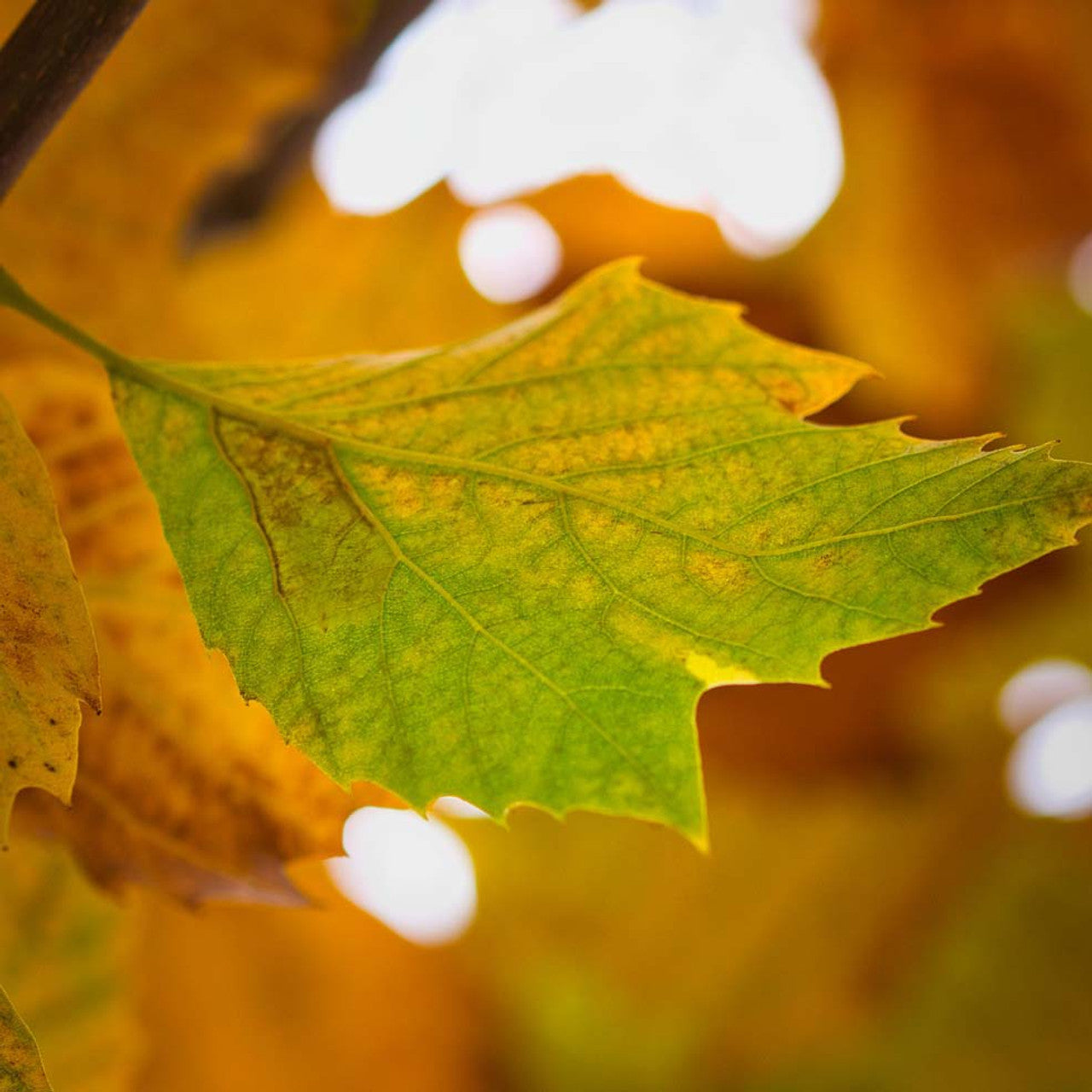 Yellow Sycamore Tree Seeds Planting Majestic