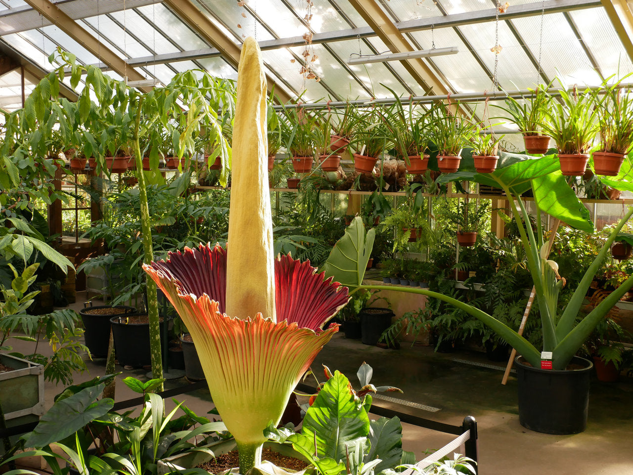 Non-GMO Amorphophallus titanum seeds