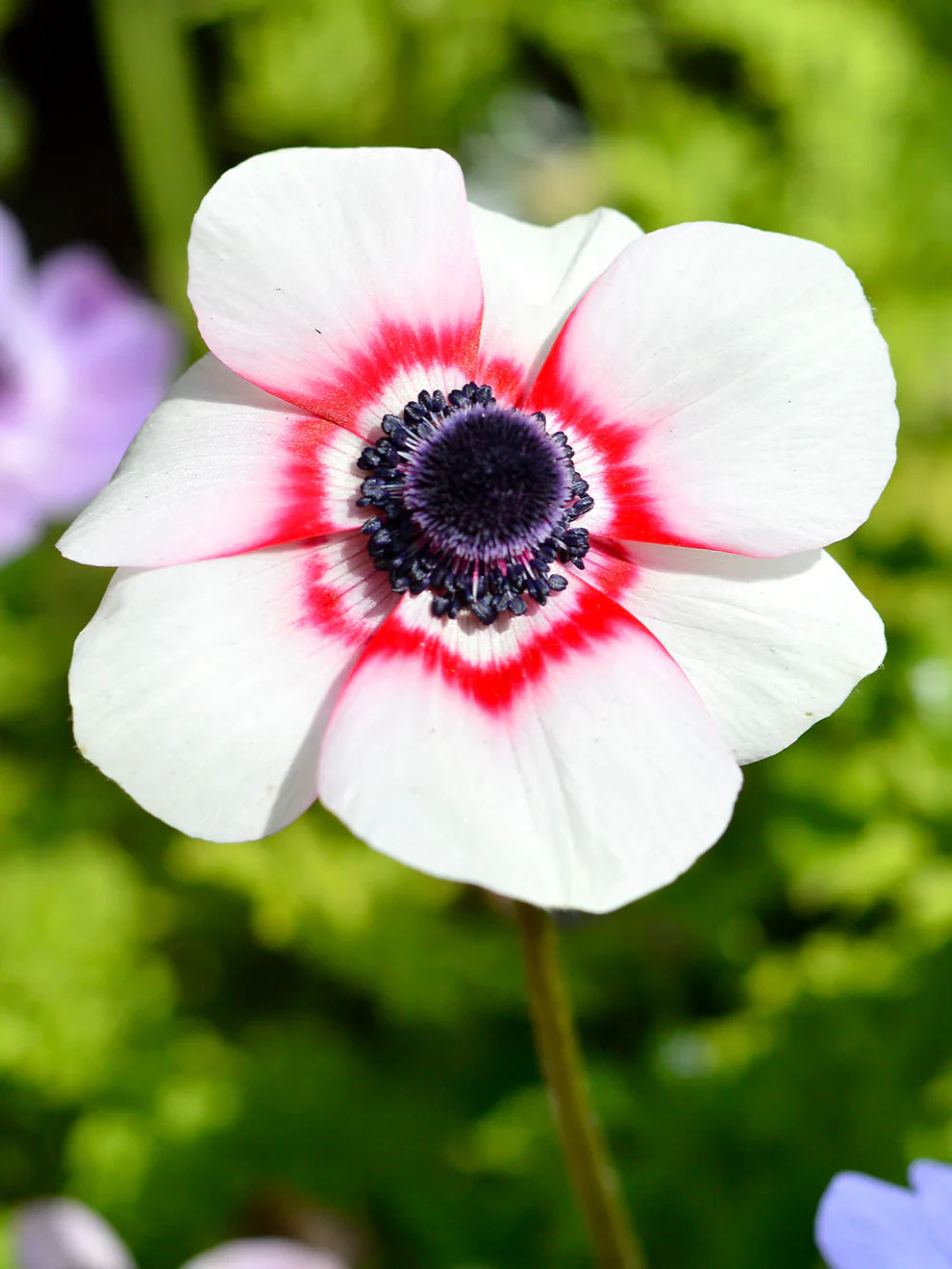 Anemone Flower Seeds For Planting: Vibrant Pink & White Blooms Stunning Displays