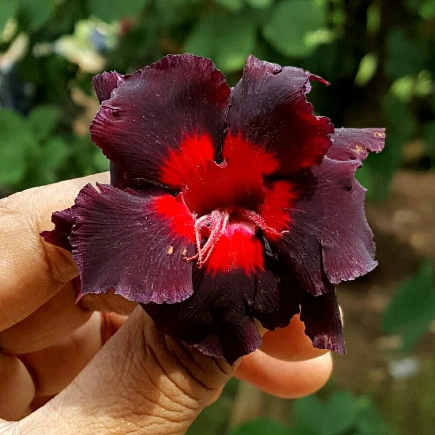 Enhance Your Garden With Adenium Flower Seeds For Vibrant Planting