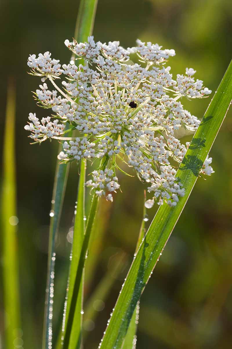 Anne’s Lace flowering seeds for gardens