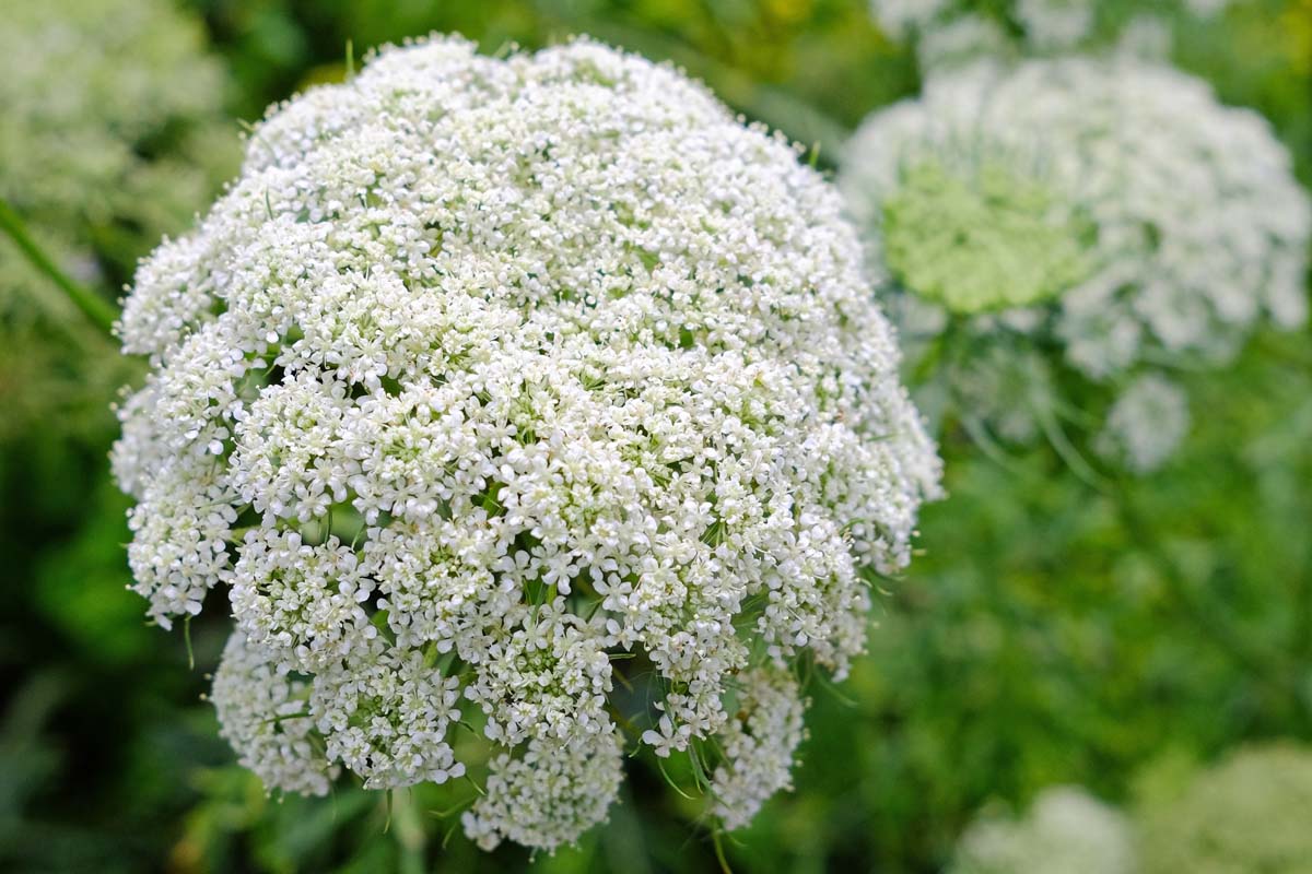 Anne’s Lace white flower seeds for planting