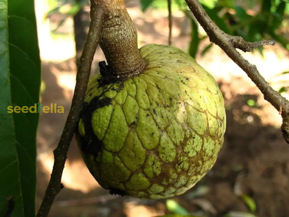 Annona Reticulata Seeds for planting and growing cherimoya trees.