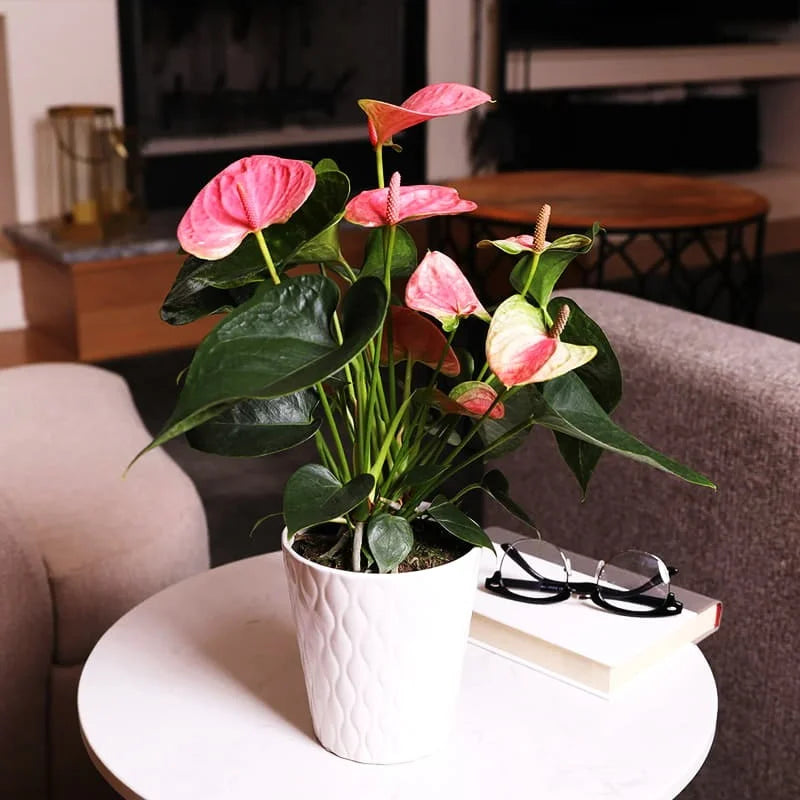 Cream Pink Anthurium flowering seeds for pots
