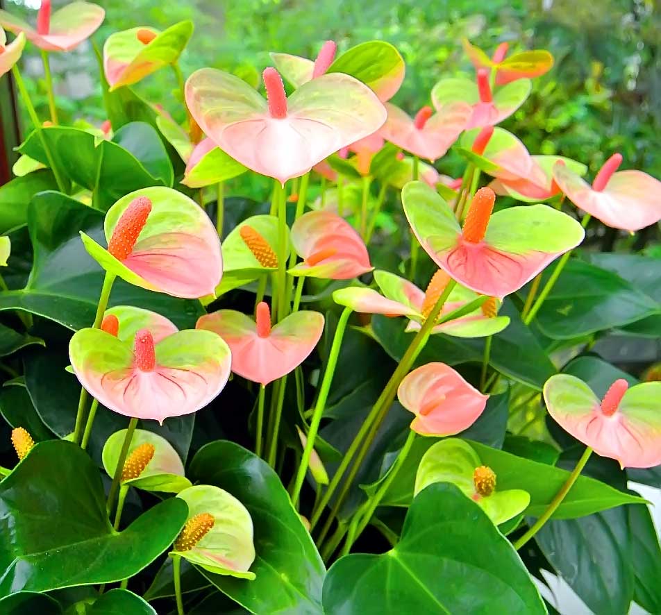 Exotic Anthurium flowering seeds for gardens