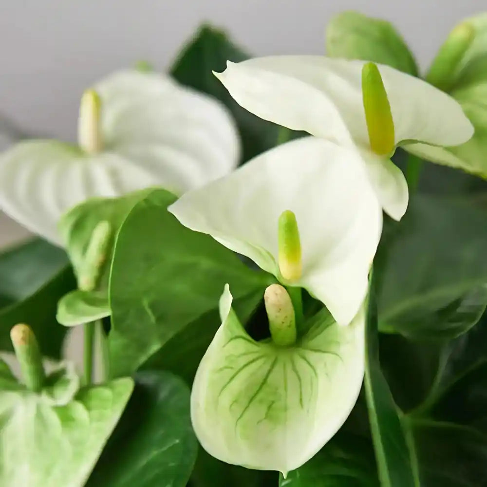 White Green Anthurium Flower seeds for Planting Cut Flower Favorite Heirloom & GMO Free Seeds for Home Garden 
 
 Sale for planting in home garden