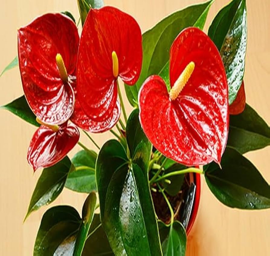 Green Red Anthurium flowering seeds for gardening