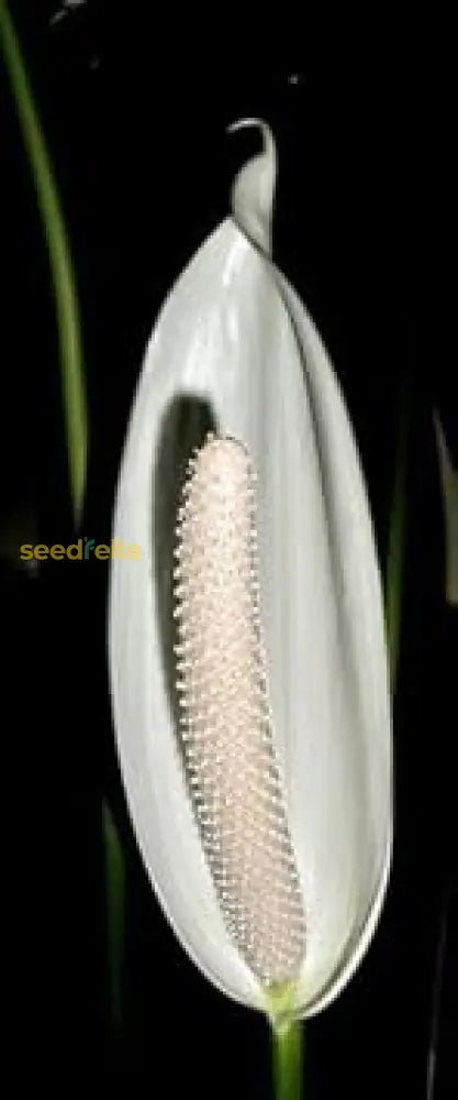 Non GMO Anthurium seeds suitable for hydroponics