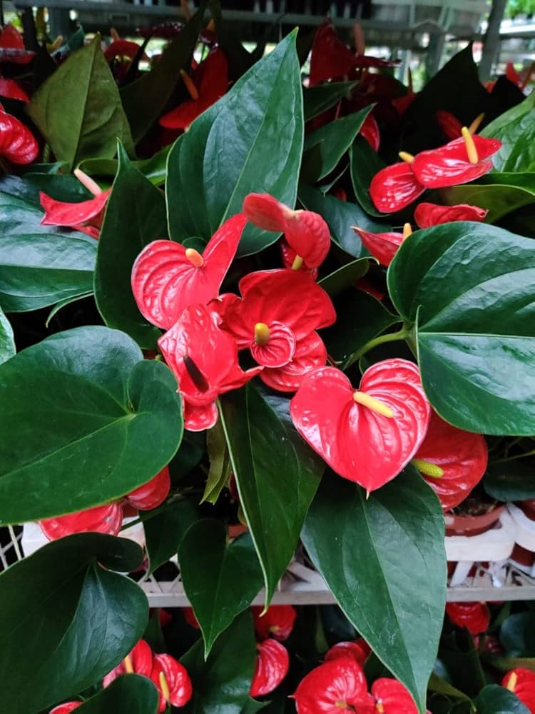 Non GMO Anthurium seeds