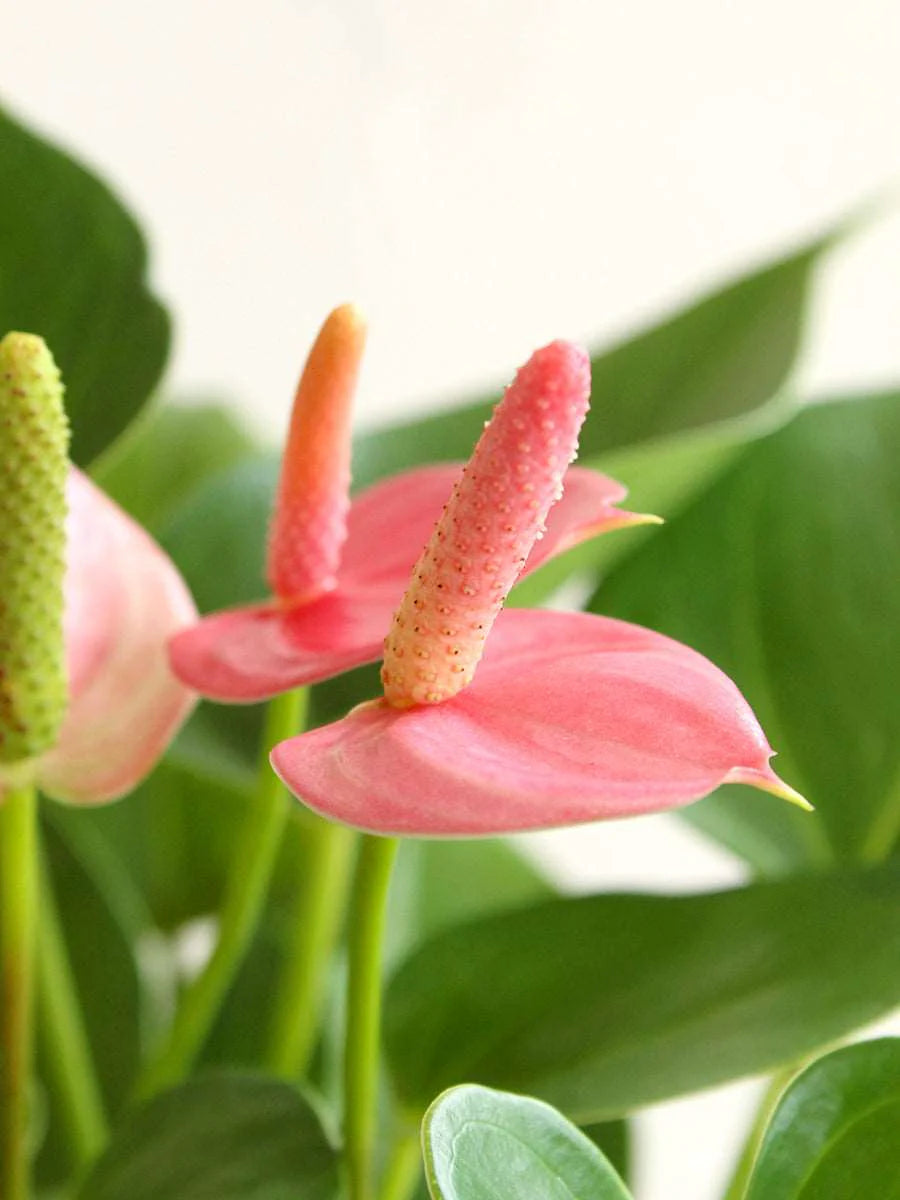 Ornamental Cream Pink Anthurium seeds for decorative planting