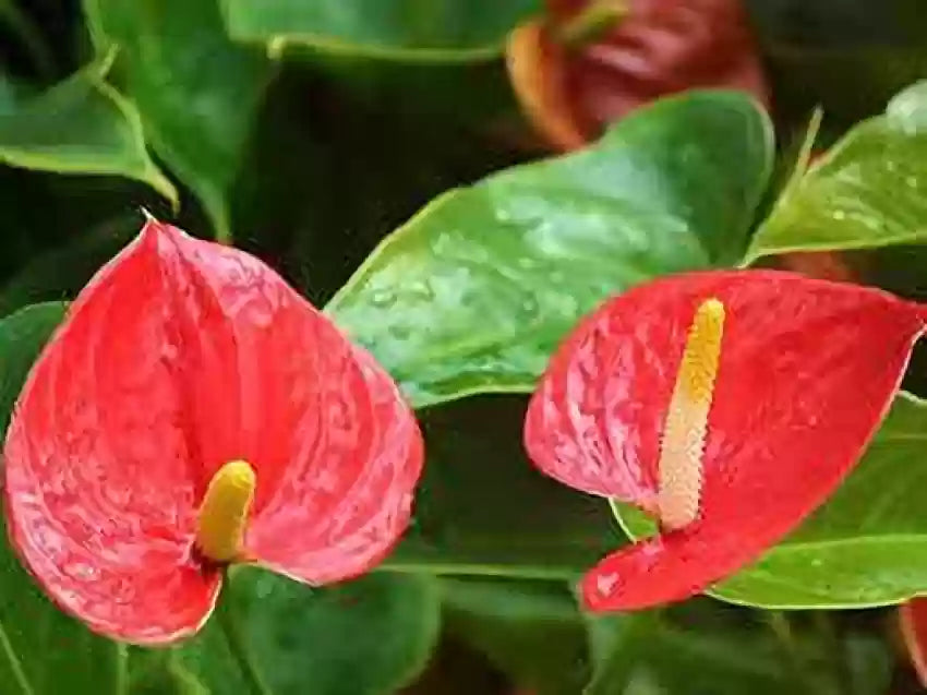 Ornamental Green Red Anthurium seeds for indoor décor