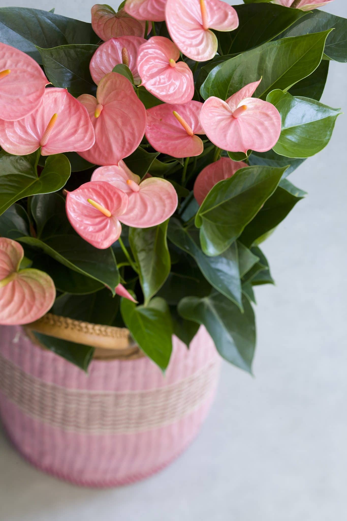 Anthurium Andraeanum Seeds - Easy Planting For Soft Pale Pink Blooms