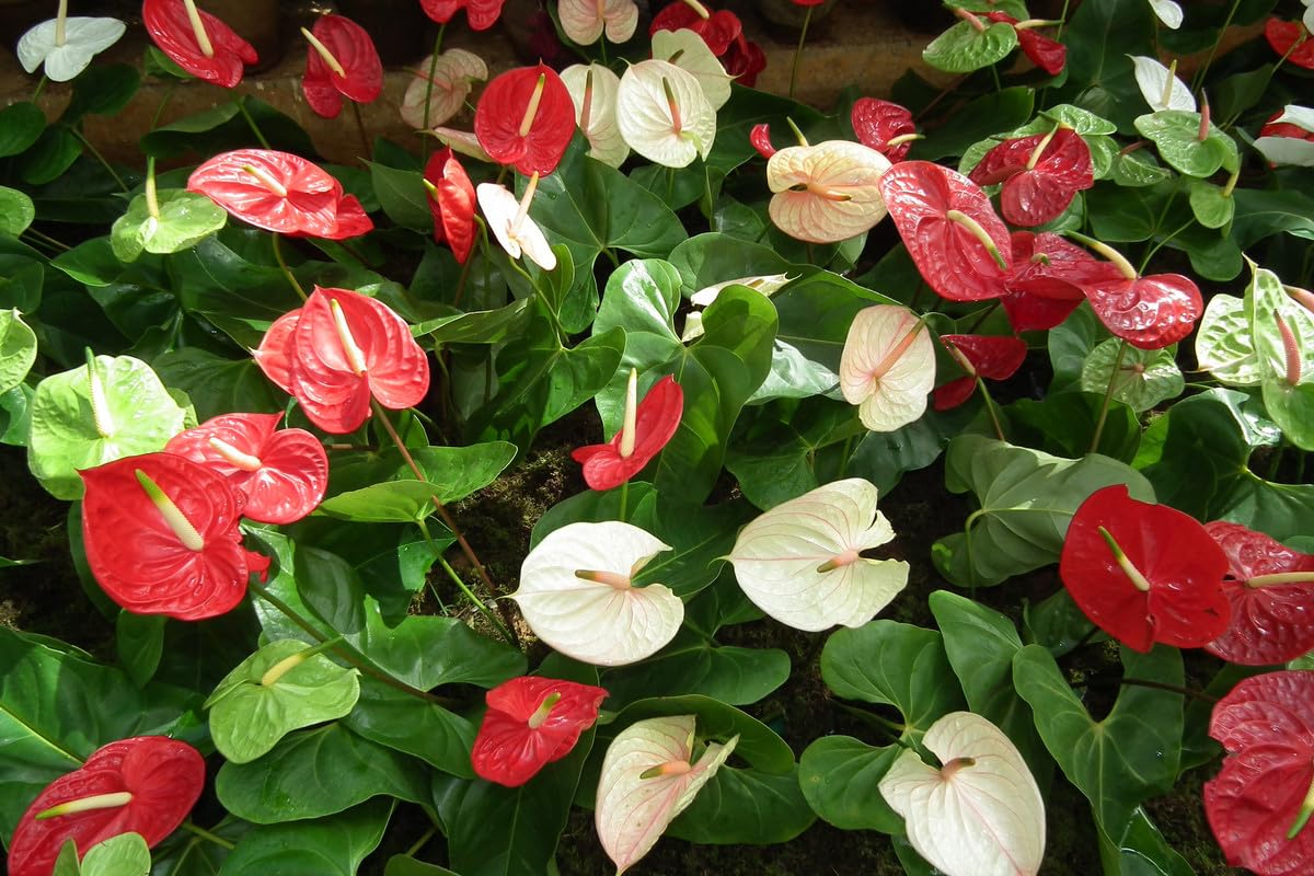 Exotic Anthurium seeds for planting