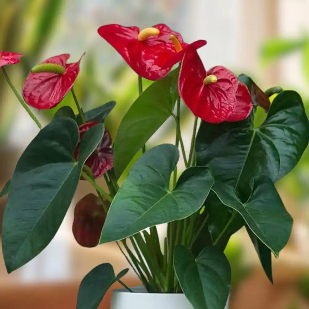 Anthurium Red Flower Seeds For Indoor Planting - Tropical Elegance Bold Interiors