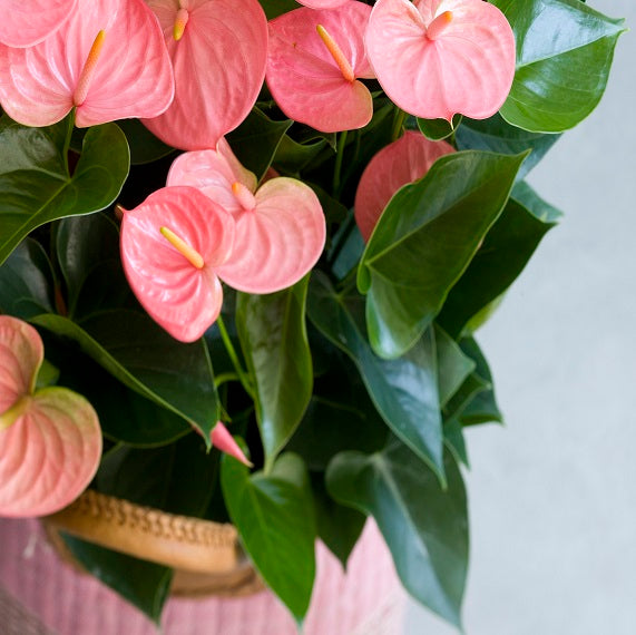 Light Pink Anthurium Plant Seeds For Elegant Blooms And Serene Planting Flower