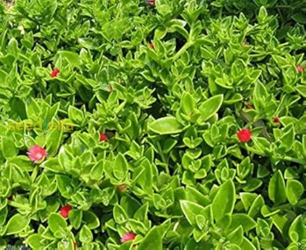 Red Aptenia Cordifolia flowering seeds for gardens
